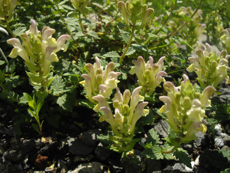 Scutellaria alpina 'flava'